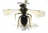 Andrena chrysosceles